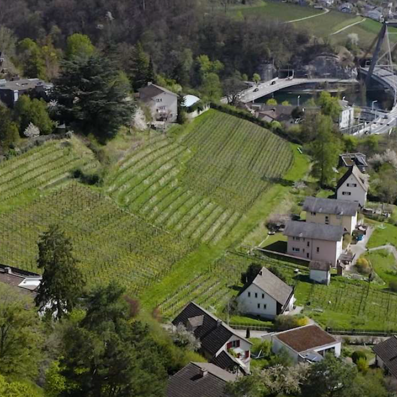 Informationstafeln, Rebberg Stokarberg, Schöne Weine mit bester Ökobilanz, GVS Weinkellerei