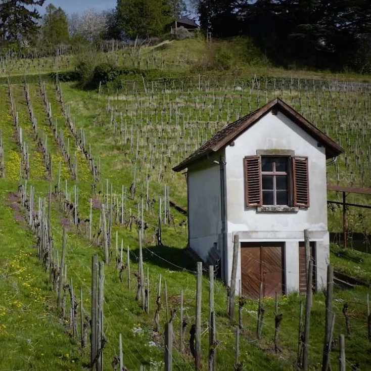 Rebhaus im Rebberg Stokarberg