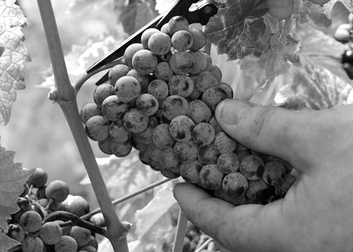 Cabernet Jura Traube abschneiden