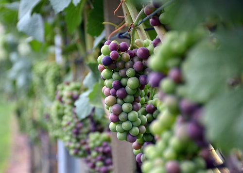 Farbumschlag der Trauben im Rebberg