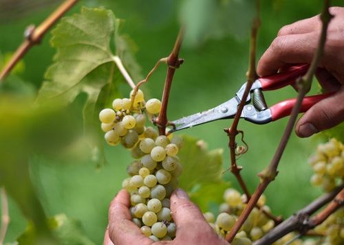 Ernte Riesling-Sylvaner Trauben mit Rebschere