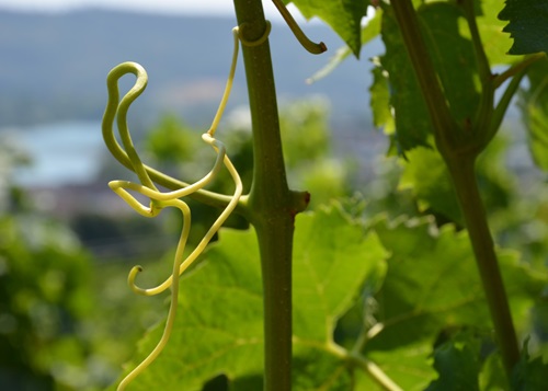 Traubenranke im Rebberg