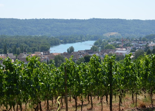 Rebberg Büsingen mit Blick auf den Rhein
