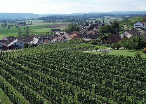 Rebberg Dörflingen 2023 Sommer