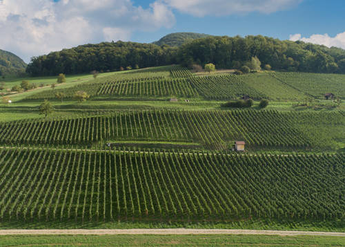 Rebberg Eisenhalde Siblingen