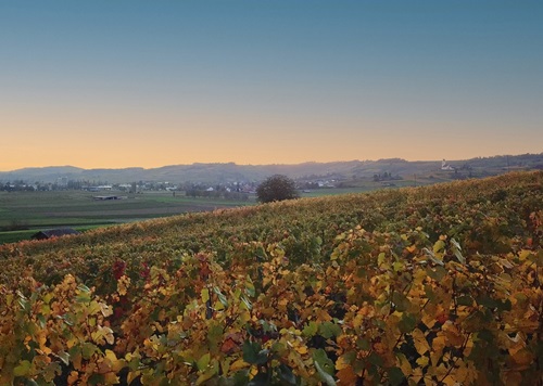 Rebberg Gächlingen Sonnenuntergang 2022 Herbst