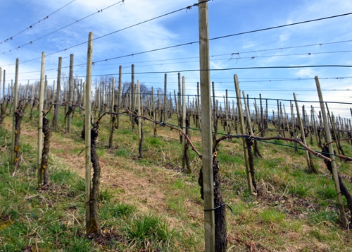 Angebundene Reben im Rebberg Siblingen im Winter