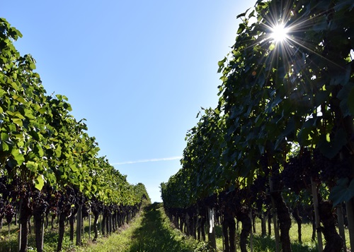 Rebberg mit Sonnenschein im Sommer 2022