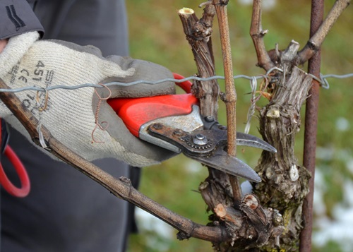 Rebschnitt mit Rebschere im Winter