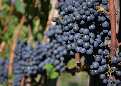 Blauburgunder Trauben, Pinot Noir