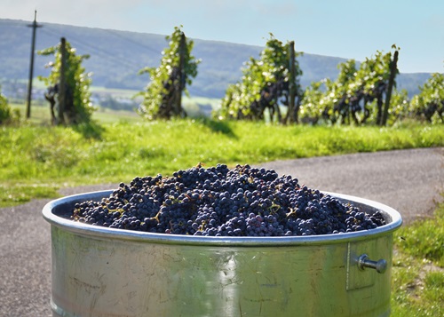 Blauburgunder Trauben, Pinot Noir, in einer Stande im Rebberg