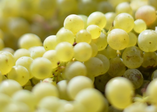 Riesling-Sylvaner Trauben