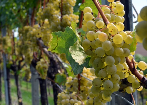 Riesling-Sylvaner Trauben im Rebberg
