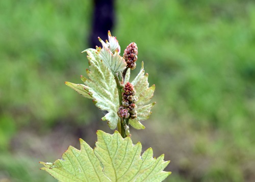 Trauben Sprössling 2023 Frühling