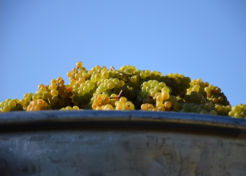 Riesling-Sylvaner Trauben in der Stande