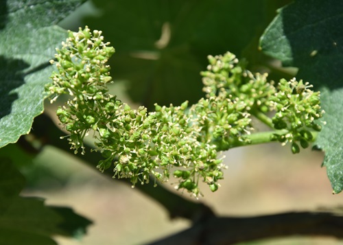 Traubenblüten 2023 Frühling