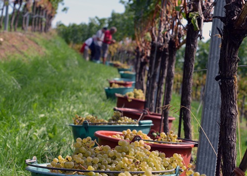 Ernte Riesling-Sylvaner Trauben im Rebberg Altdorf