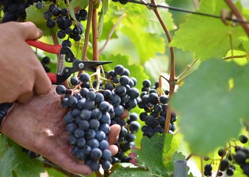 Ernte Blauburgunder Trauben mit Rebschere