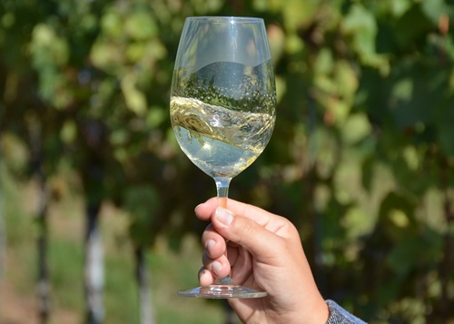 Weinglas Weissewin im Rebberg