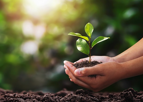 hand holding small tree for planting. Nachhaltigkeit