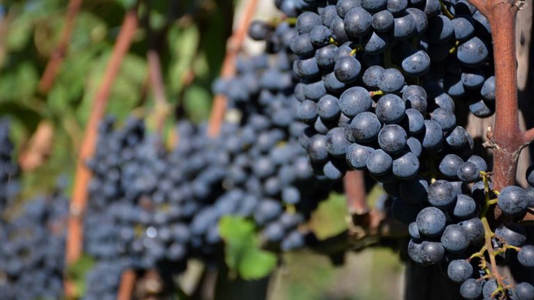 Blauburgunder Trauben Im Rebberg