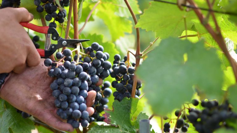 Blauburgunder Trauben Im Rebberg