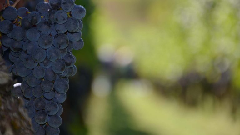 Blauburgunder Trauben Im Rebberg