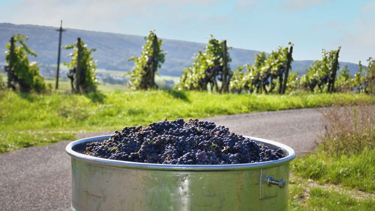 Blauburgunder Trauben In Stande