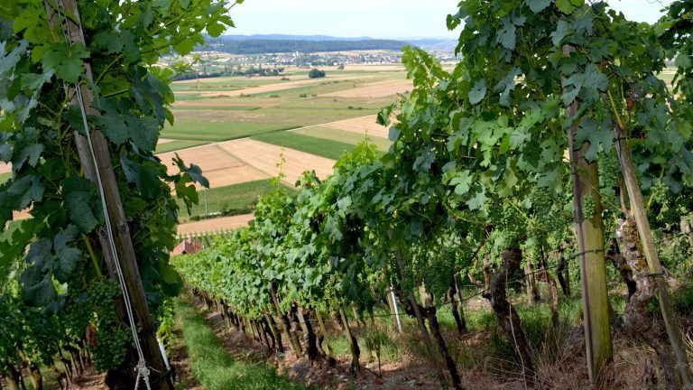 Rebberg Siblinger Eisenhalde