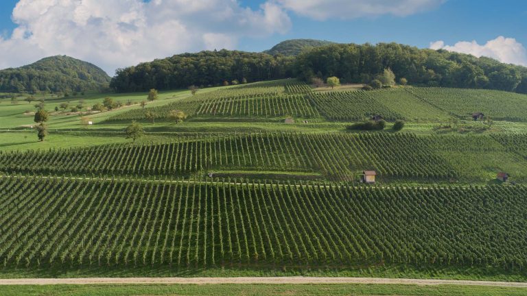 Rebberg Siblinger Eisenhalde