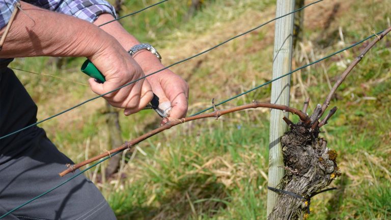 Arbeiten im Rebberg