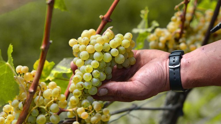 Riesling Sylvaner Traube Im Rebberg