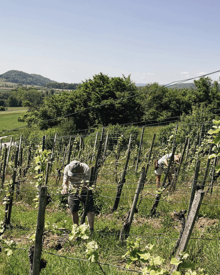 GVS Weinseminar 2025, Stein am Rhein, Michael Leibacher