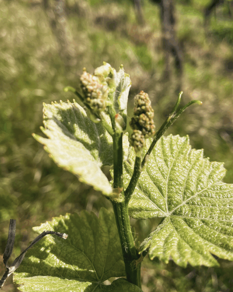 GVS Weinseminar 2025, Stein am Rhein, Michael Leibacher