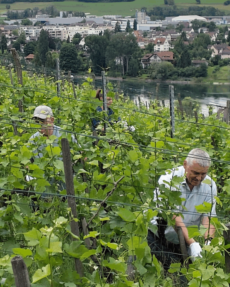 GVS Weinseminar 2025, Stein am Rhein, Michael Leibacher