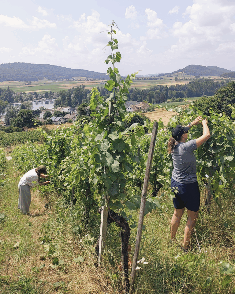 GVS Weinseminar 2025, Stein am Rhein, Michael Leibacher