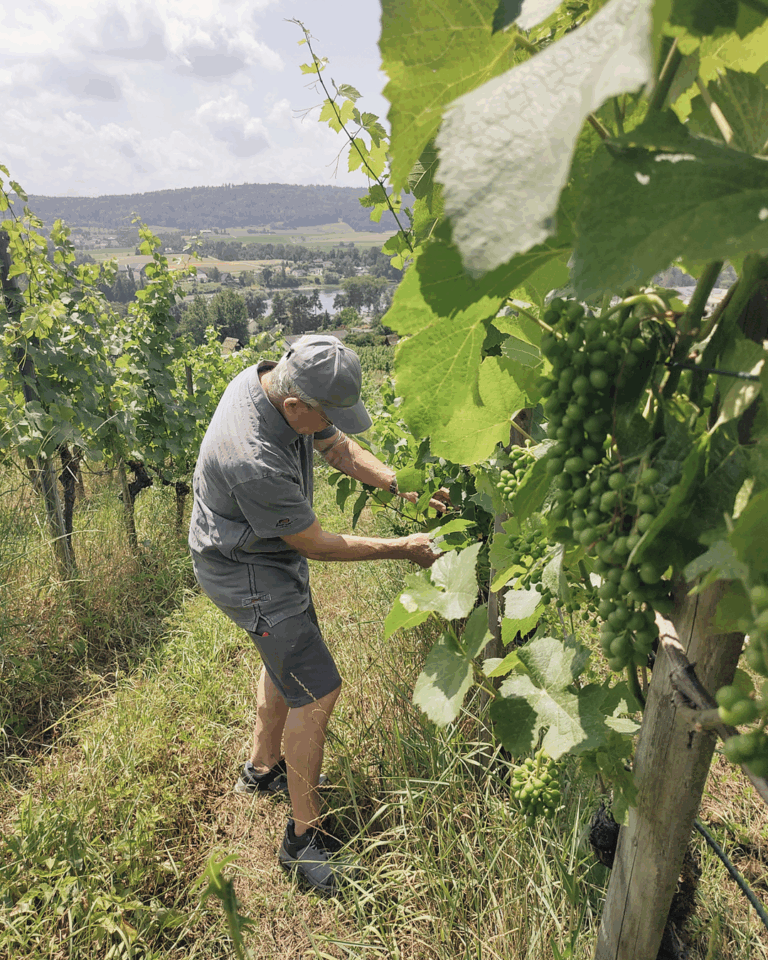 GVS Weinseminar 2025, Stein am Rhein, Michael Leibacher