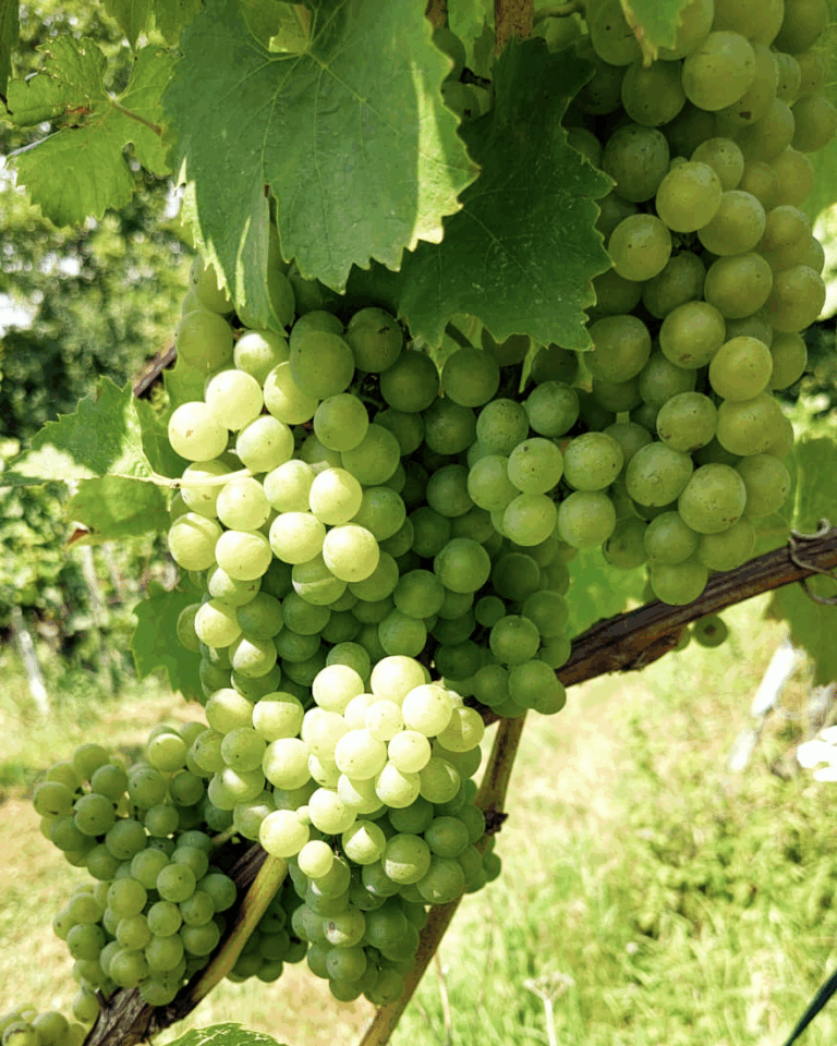 GVS Weinseminar 2025, Stein am Rhein, Michael Leibacher